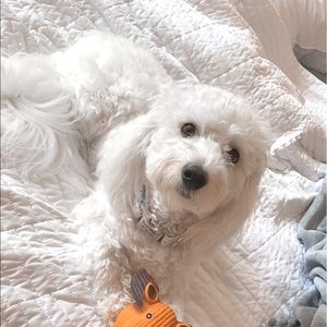 Meet your Posher, Illy